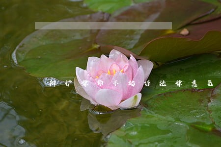 辩护律师不起诉法律意见书 辩护律师不起诉法律意见书
