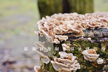 辰溪县改制重组法律咨询热线