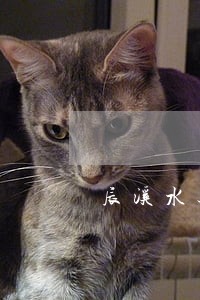 辰溪水运交通事故律师 辰溪水运交通事故律师