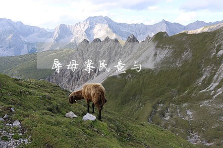辱母案民意与 辱母案民意与