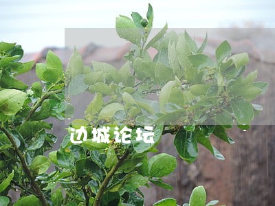 边城论坛 边城论坛