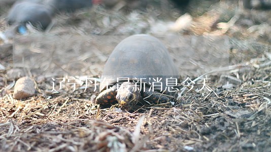 辽宁丹东最新消息今天 辽宁丹东最新消息今天