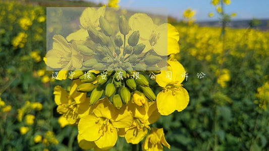 辽宁保安有限公司诉讼 辽宁保安有限公司诉讼