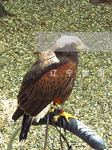 辽宁信用卡逾期停息分期申请条件
