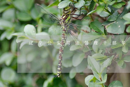 辽宁公安司法管理干部学院概况