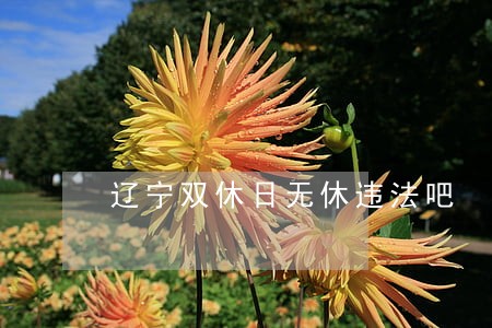 辽宁双休日无休违法吧 辽宁双休日无休违法吧