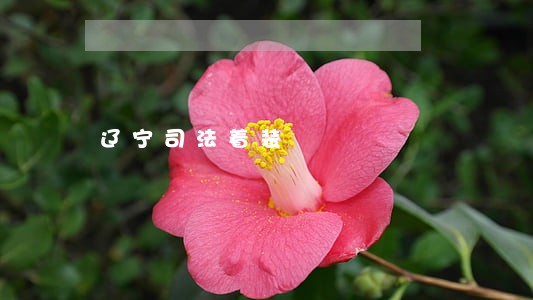 辽宁司法着装