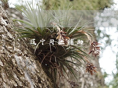 辽宁司法辅助 辽宁司法辅助