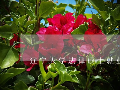 辽宁大学法律硕士就业情况怎么样