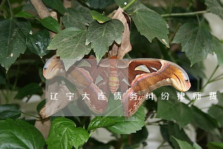 辽宁大连债务纠纷律师费用多少 辽宁大连债务纠纷律师费用多少