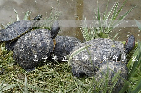 辽宁平正律师事务所怎么样 辽宁平正律师事务所怎么样