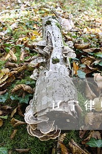 辽宁律师专业水平评价 辽宁律师专业水平评价