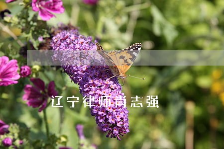 辽宁律师肖志强 辽宁律师肖志强