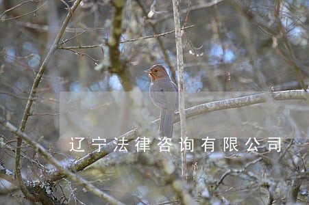 辽宁法律咨询有限公司 辽宁法律咨询有限公司