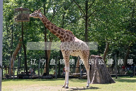 辽宁盘锦债务诉讼律师哪里找 辽宁盘锦债务诉讼律师哪里找