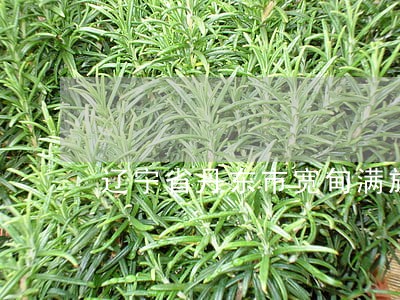 辽宁省丹东市宽甸满族自治县地图