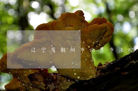 辽宁省朝阳市北票市法院在哪 辽宁省朝阳市北票市法院在哪
