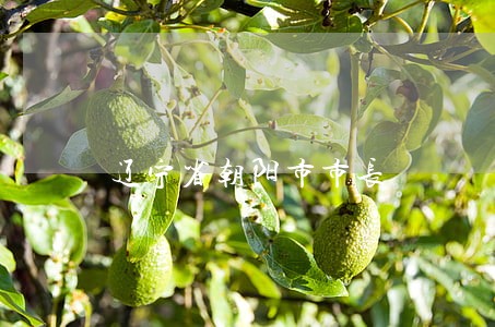 辽宁省朝阳市市长 辽宁省朝阳市市长