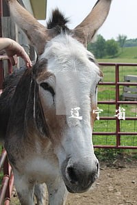 辽宁省朝阳市法院网站 辽宁省朝阳市法院网站