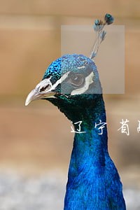 辽宁省融资租赁法规 辽宁省融资租赁法规