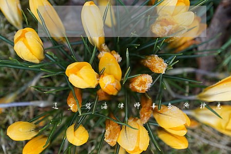 辽宁碧海律师事务所标志 辽宁碧海律师事务所标志