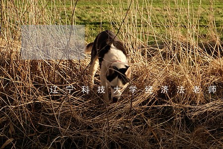 辽宁科技大学经济法老师 辽宁科技大学经济法老师