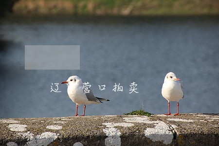 辽宁营口拍卖 辽宁营口拍卖