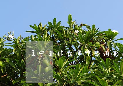 辽宁著作权律师咨询电话 辽宁著作权律师咨询电话