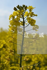 辽宁诚事律师事务所 辽宁诚事律师事务所
