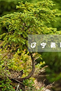 辽宁青联律师事务所 辽宁青联律师事务所
