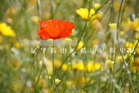 辽宁鞍山大孤山法院电话