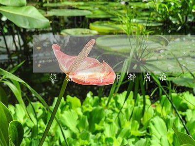 辽源市律师都有谁 辽源市律师都有谁