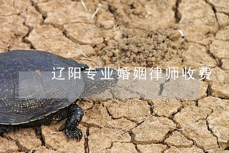 辽阳专业婚姻律师收费