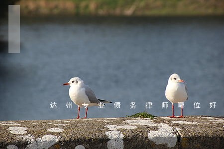 达州专业债务律师哪位好