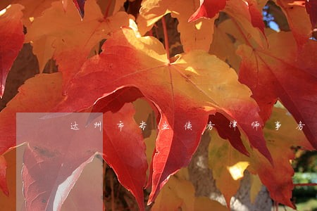 达州市专业债务律师事务所 达州市专业债务律师事务所