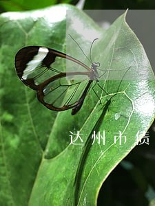 达州市债务担保律师哪里找 达州市债务担保律师哪里找