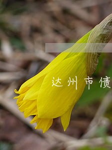达州市债务诉讼律师所地址