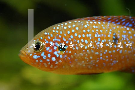 达州找债务合同律师选谁 达州找债务合同律师选谁