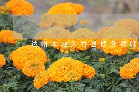 达州本地大竹县债务律师哪个好 达州本地大竹县债务律师哪个好