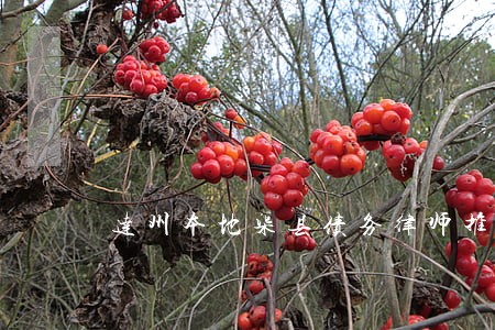 达州本地渠县债务律师推荐 达州本地渠县债务律师推荐