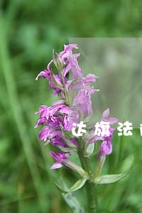 达旗法院拍卖康国峰 达旗法院拍卖康国峰