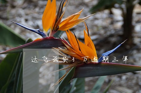 达飞云贷3万逾期三年 达飞云贷3万逾期三年