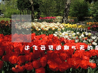 达飞云贷逾期5天的后果