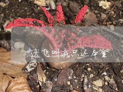 达飞叫我只还本金 达飞叫我只还本金
