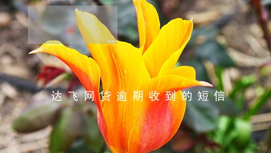 达飞网贷逾期收到的短信 达飞网贷逾期收到的短信