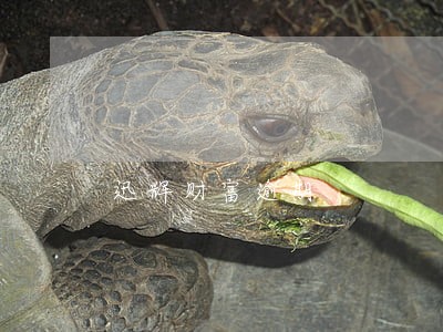 迅辉财富逾期