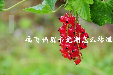 迅飞信用卡逾期怎么处理