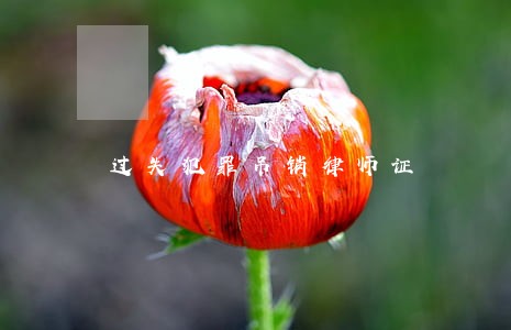 过失犯罪吊销律师证 过失犯罪吊销律师证