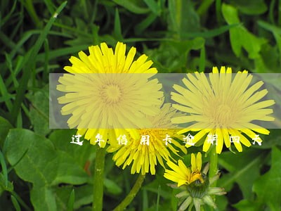 过年信用卡逾期四天