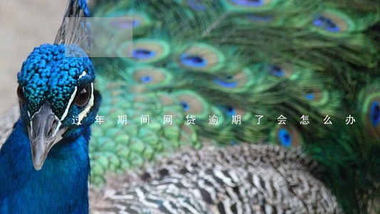 过年期间网贷逾期了会怎么办 过年期间网贷逾期了会怎么办